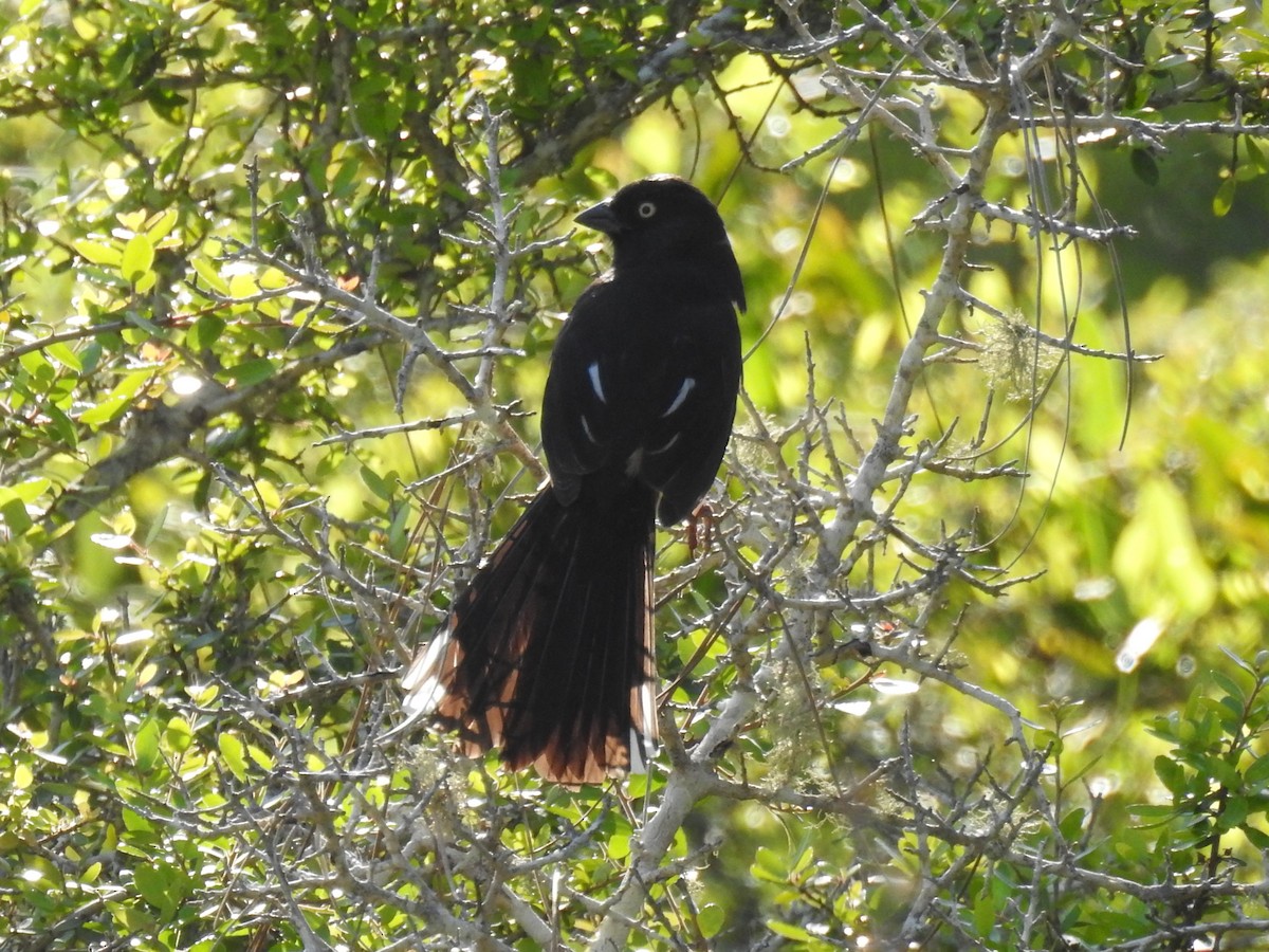 Eastern Towhee - ML617102830