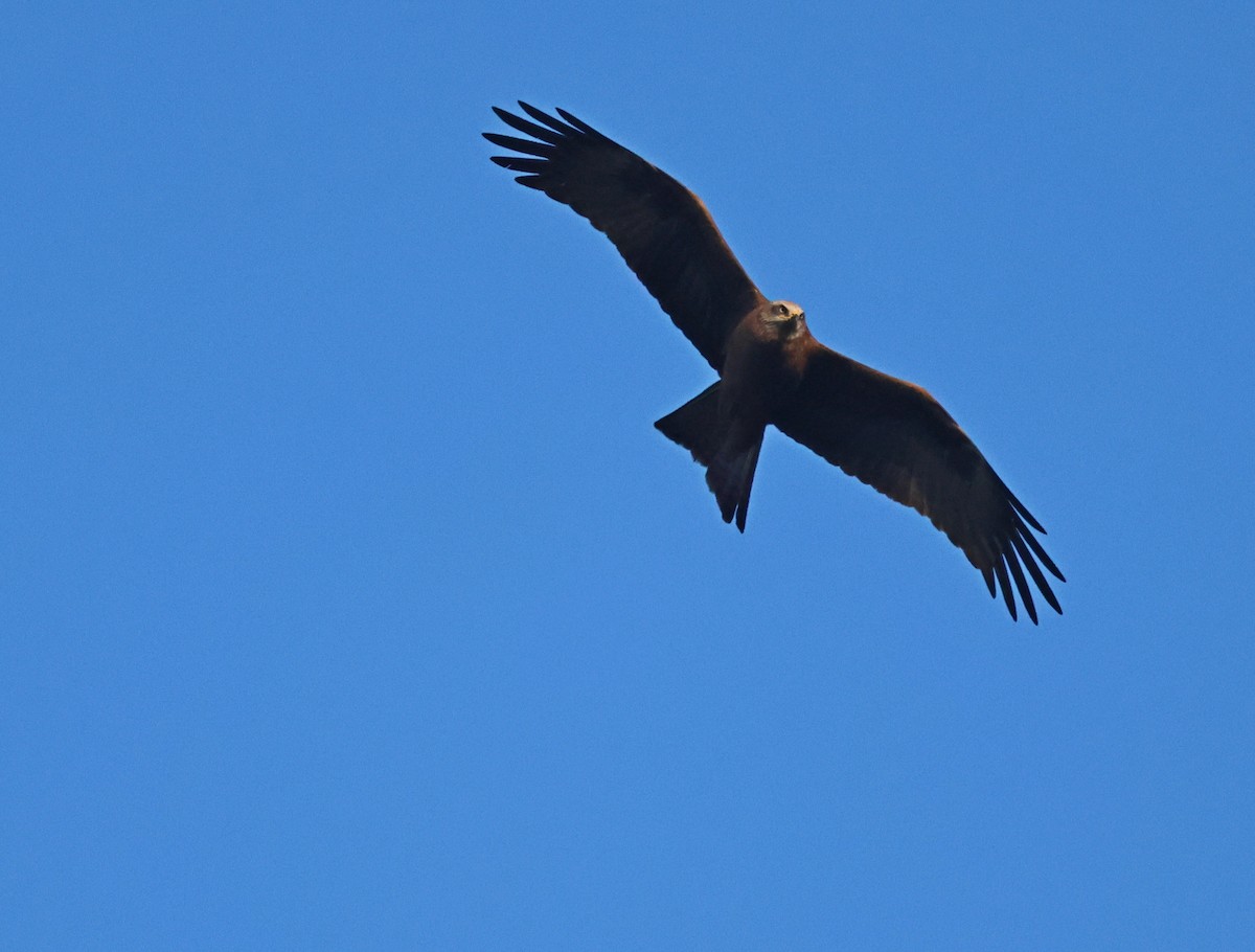 黑鳶 - ML617102851