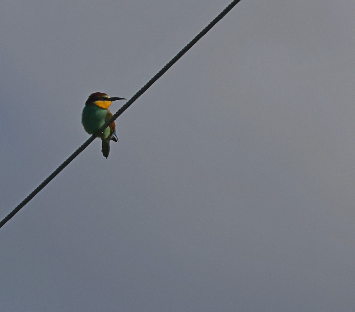 European Bee-eater - ML617102864