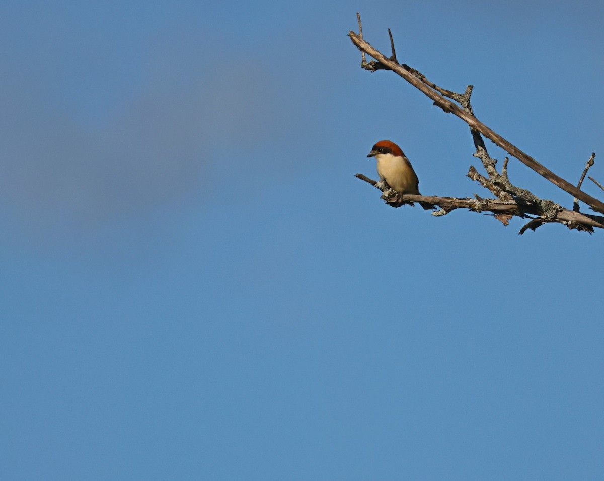 Woodchat Shrike - ML617102872