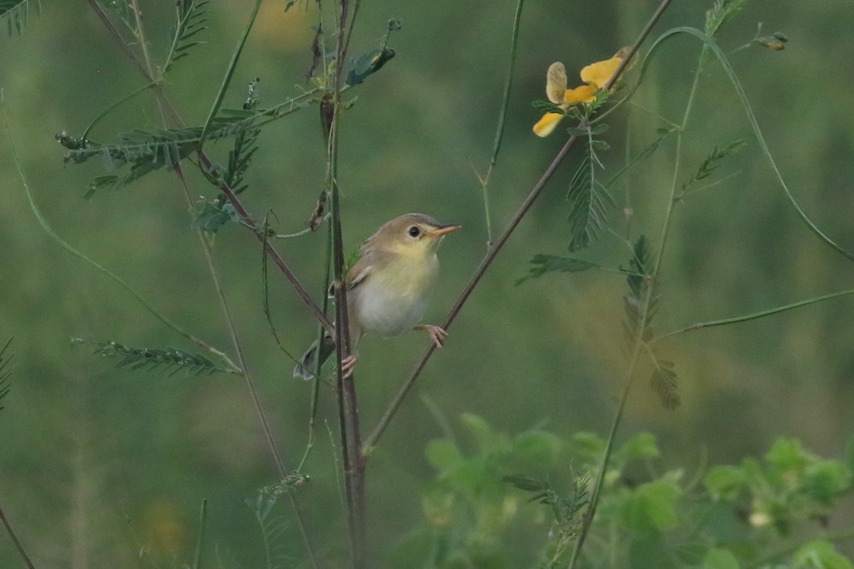 Croaking Cisticola - ML617102899