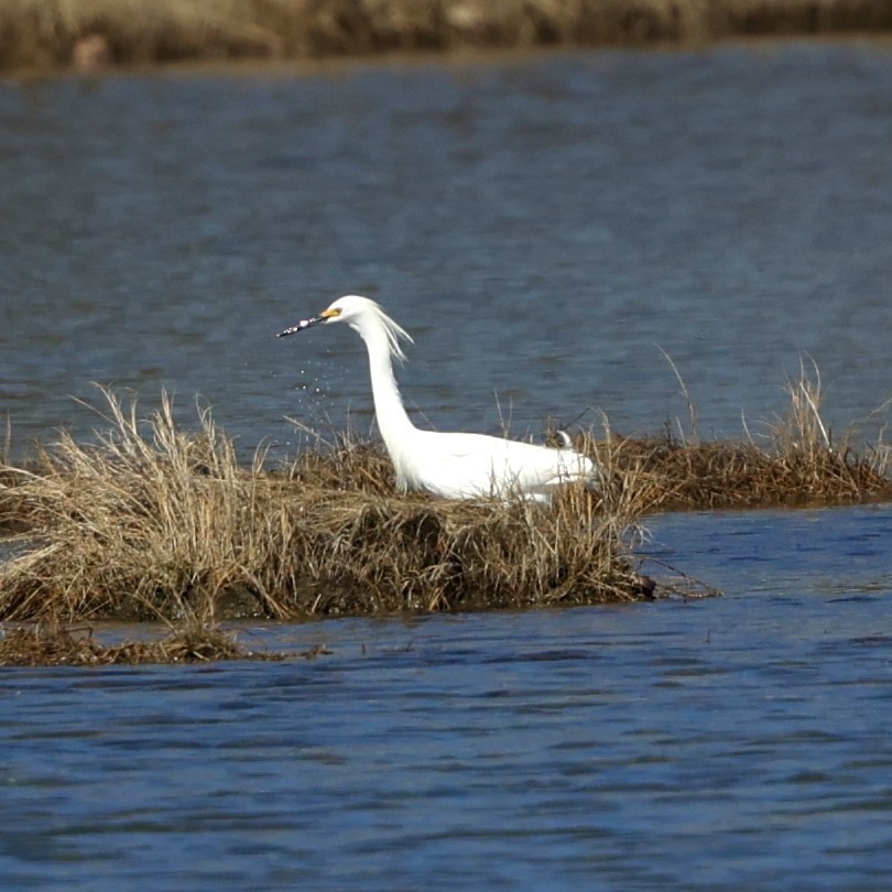 Snowy Egret - ML617102916