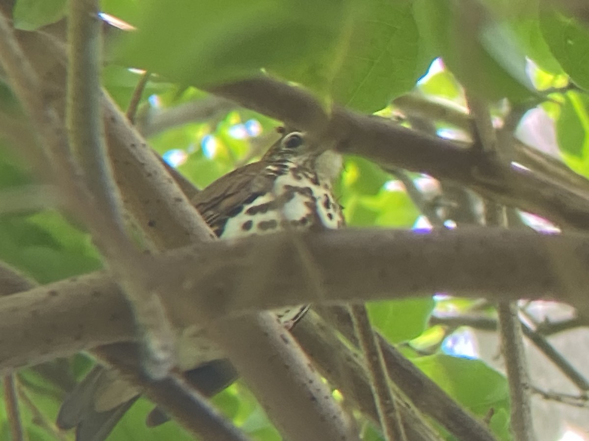 Wood Thrush - ML617102922