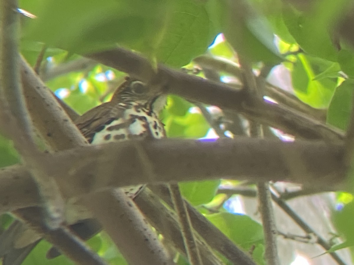 Wood Thrush - ML617102928