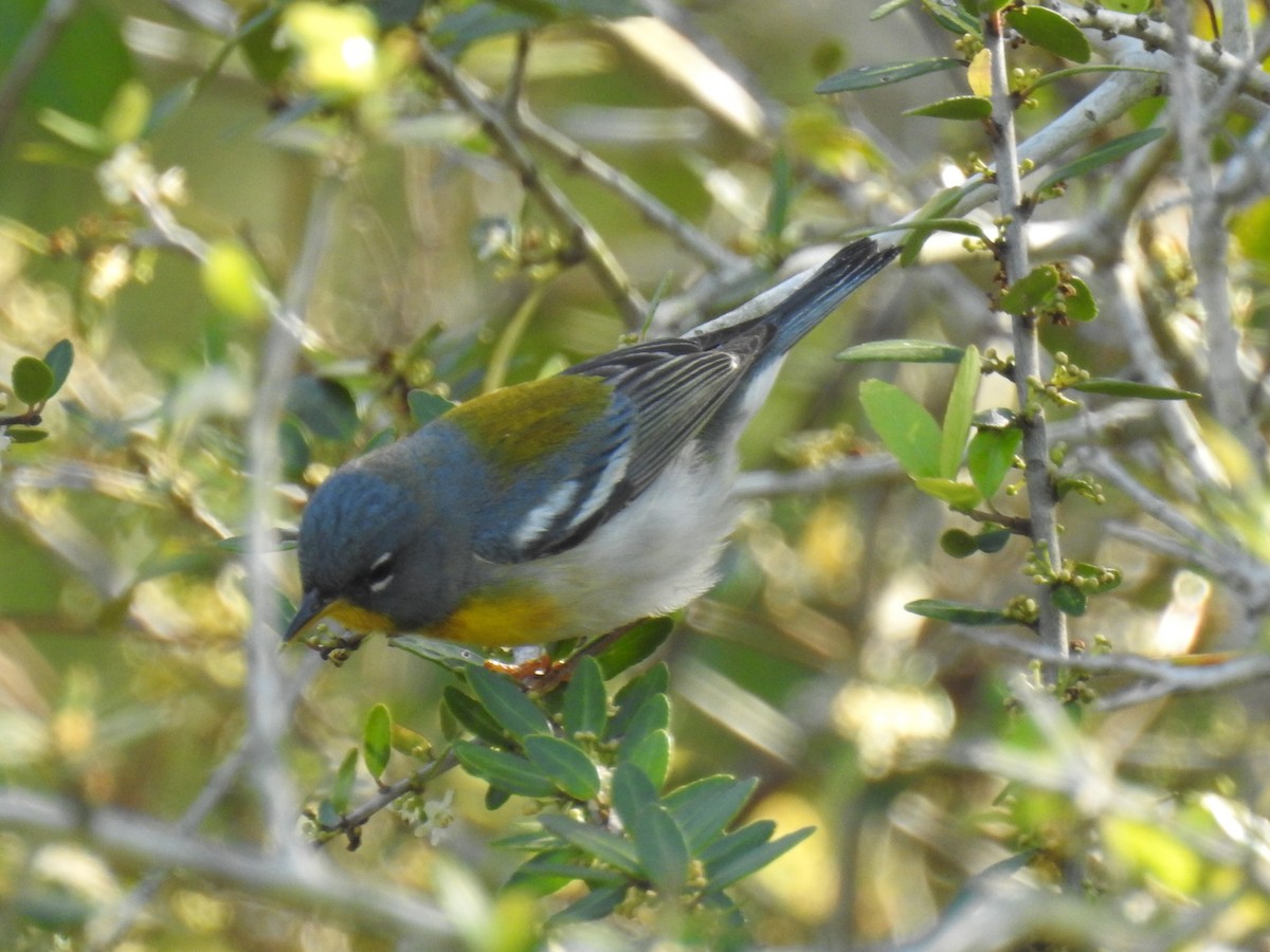 Northern Parula - ML617102932