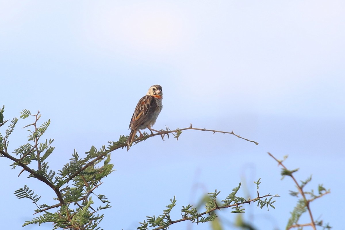 Black-winged Bishop - Fikret Ataşalan