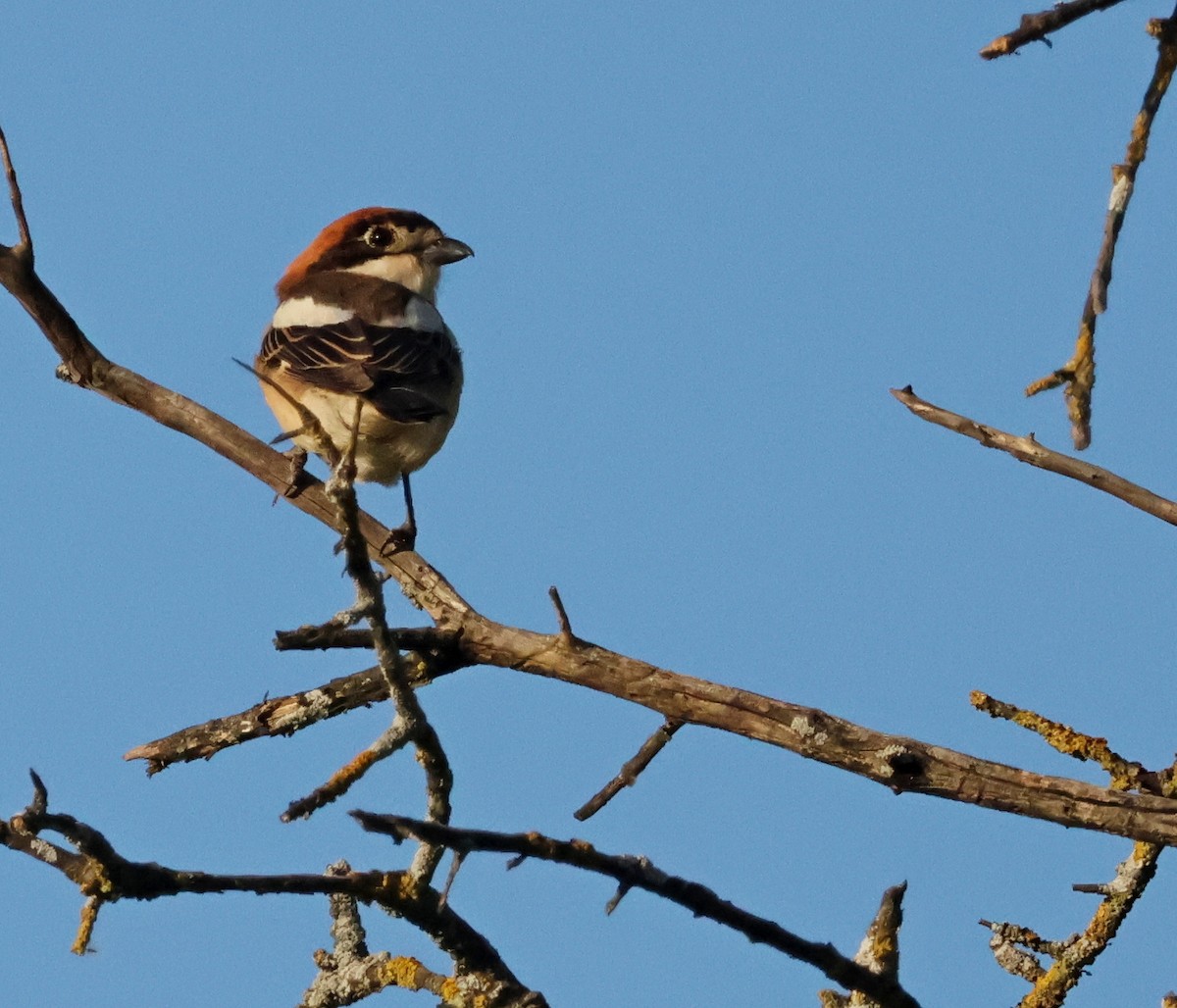 Woodchat Shrike - ML617102989