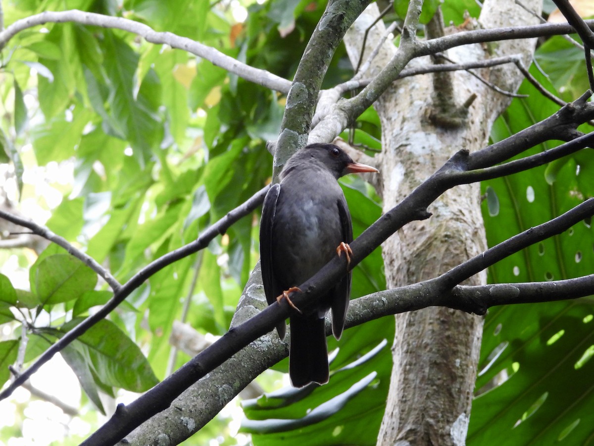 White-chinned Thrush - Jennifer Hovey