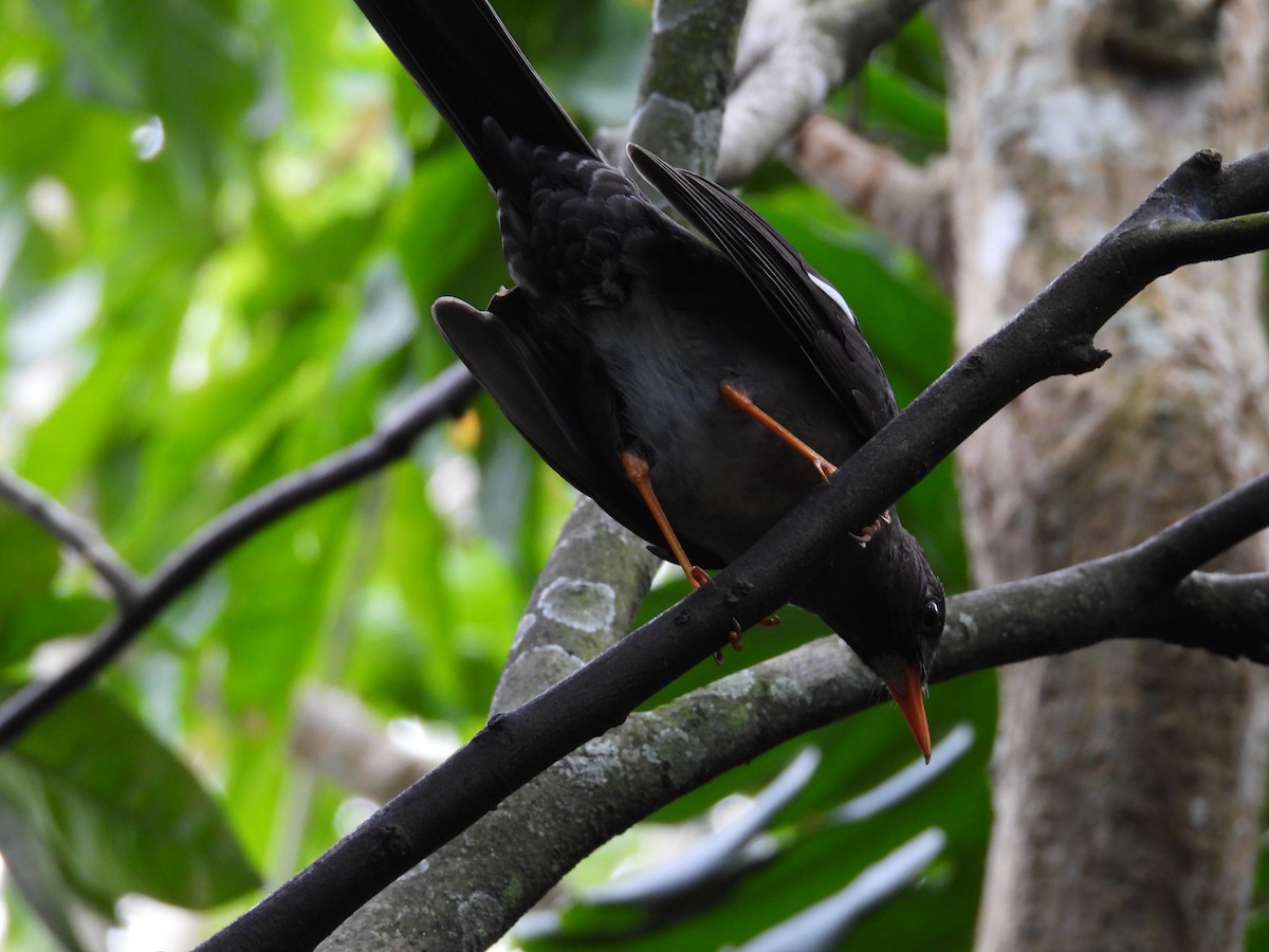 White-chinned Thrush - Jennifer Hovey