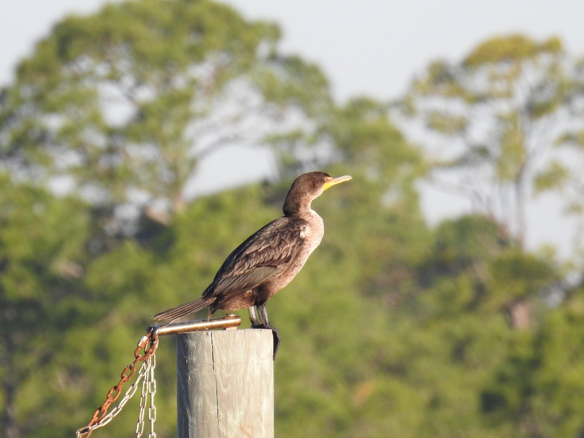 Double-crested Cormorant - ML617103007