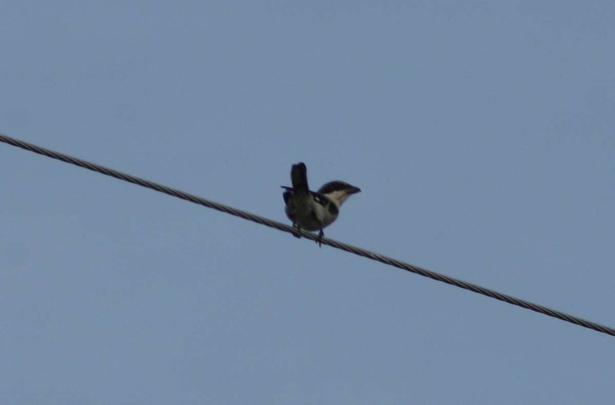 Loggerhead Shrike - ML61710301