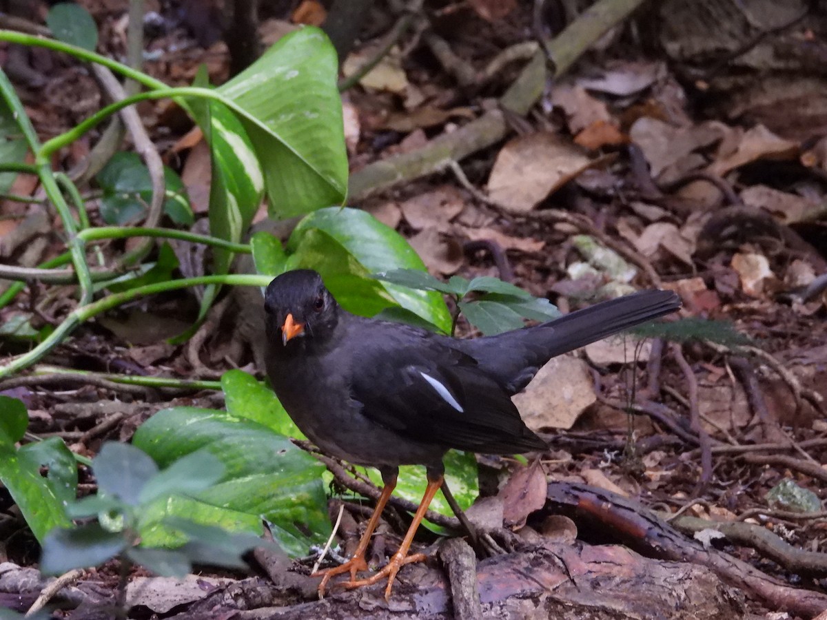 White-chinned Thrush - Jennifer Hovey