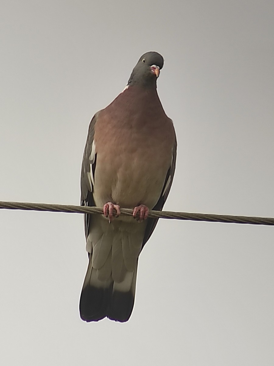 holub hřivnáč - ML617103012
