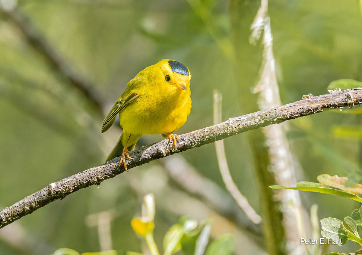 Wilson's Warbler - ML617103018