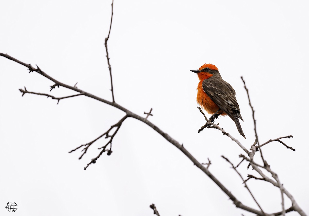 Vermilion Flycatcher - Karen Szafrajda