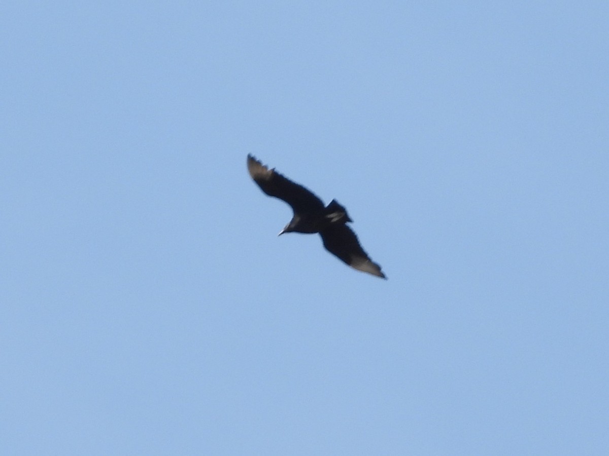 Black Vulture - ML617103034