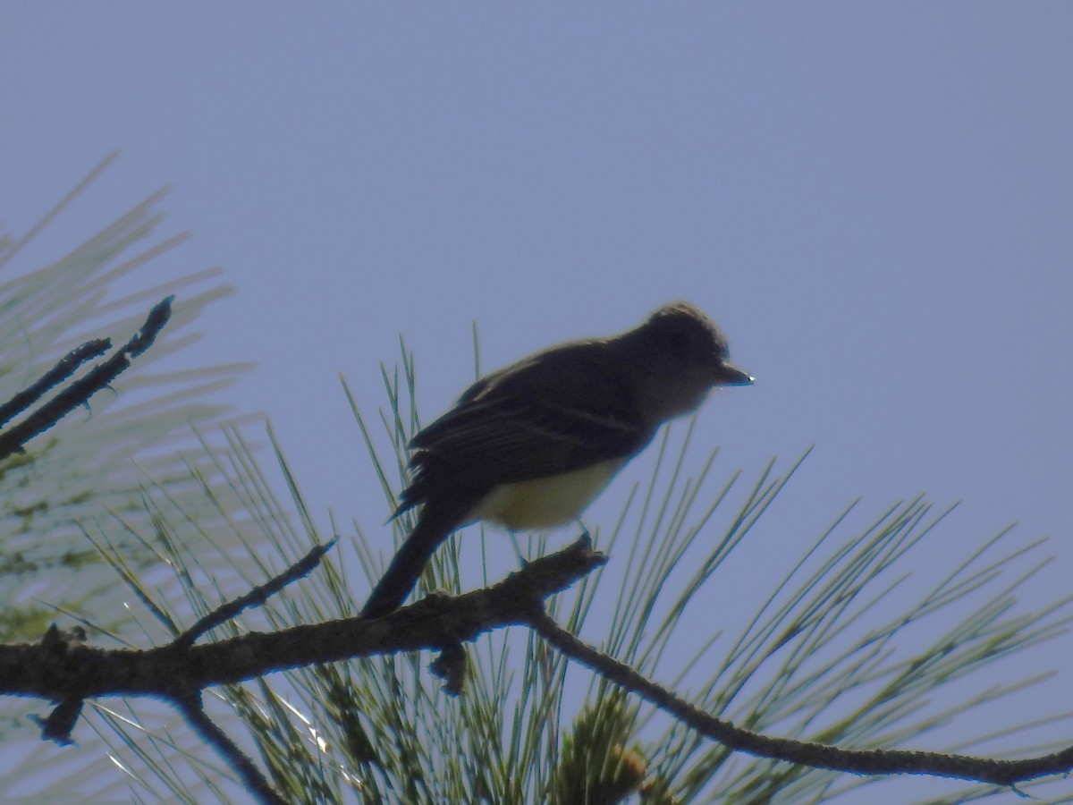 Great Crested Flycatcher - ML617103053