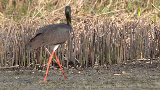 Black Stork - ML617103064