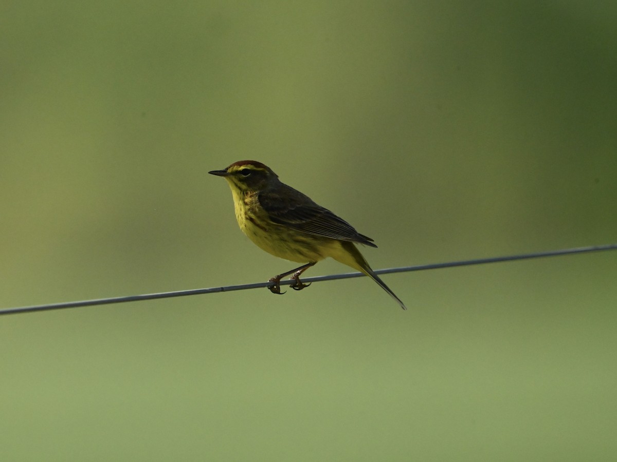 Palm Warbler - ML617103102