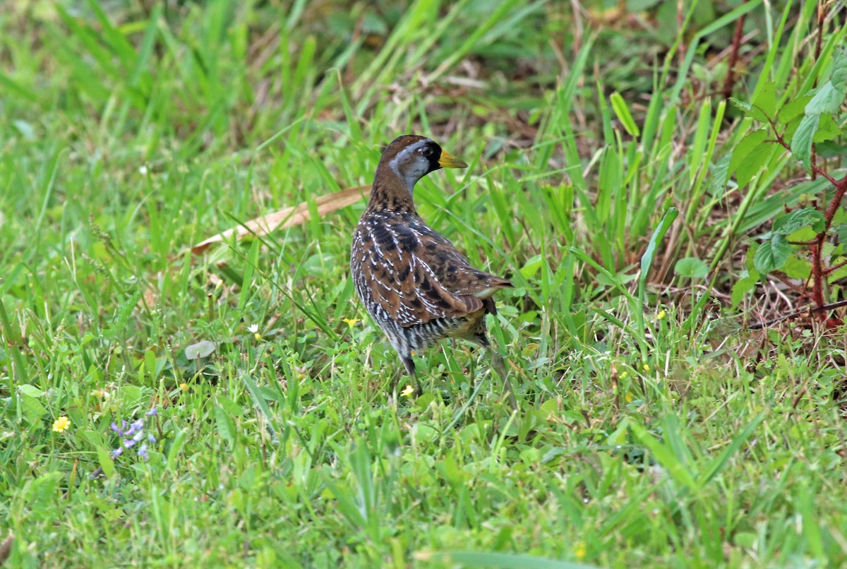 カオグロクイナ - ML617103152