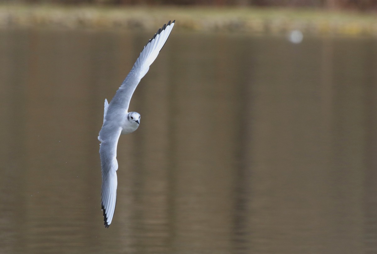 Bonaparte's Gull - Aaron Graham