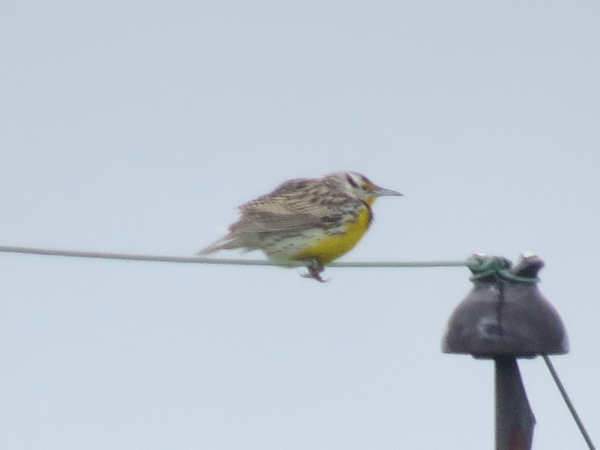 Eastern Meadowlark - ML617103210