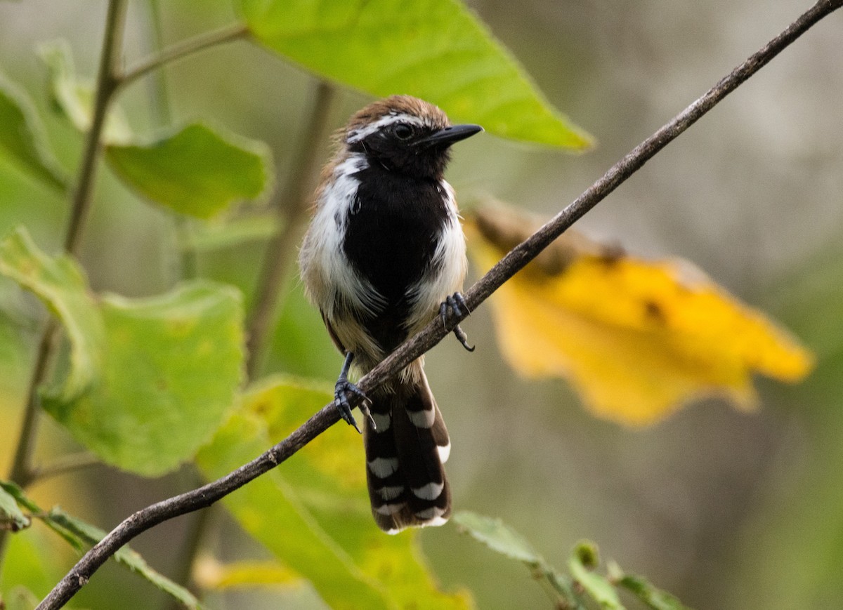 Rusty-backed Antwren - Eduardo Vieira 17