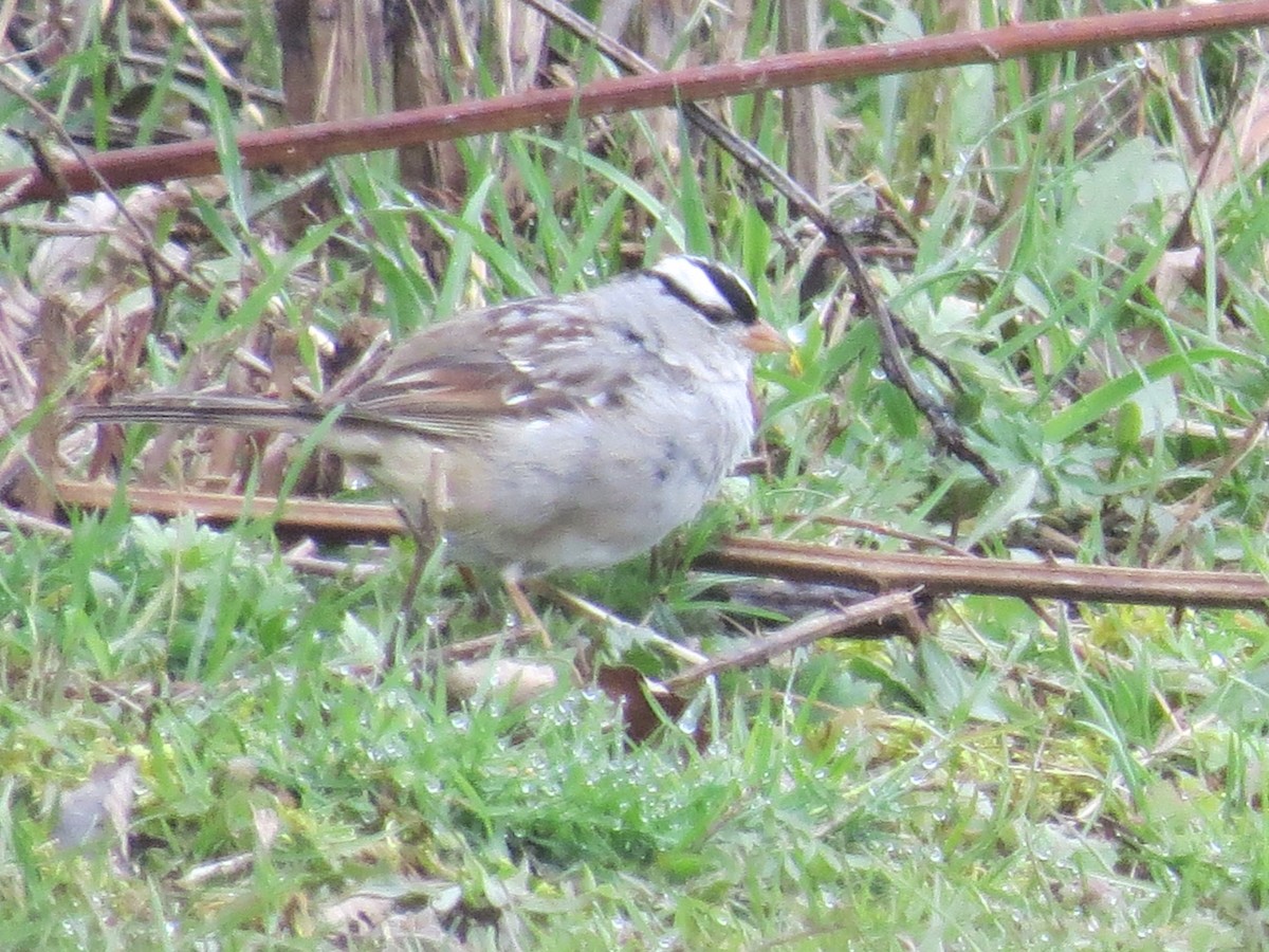 White-crowned Sparrow - ML617103226