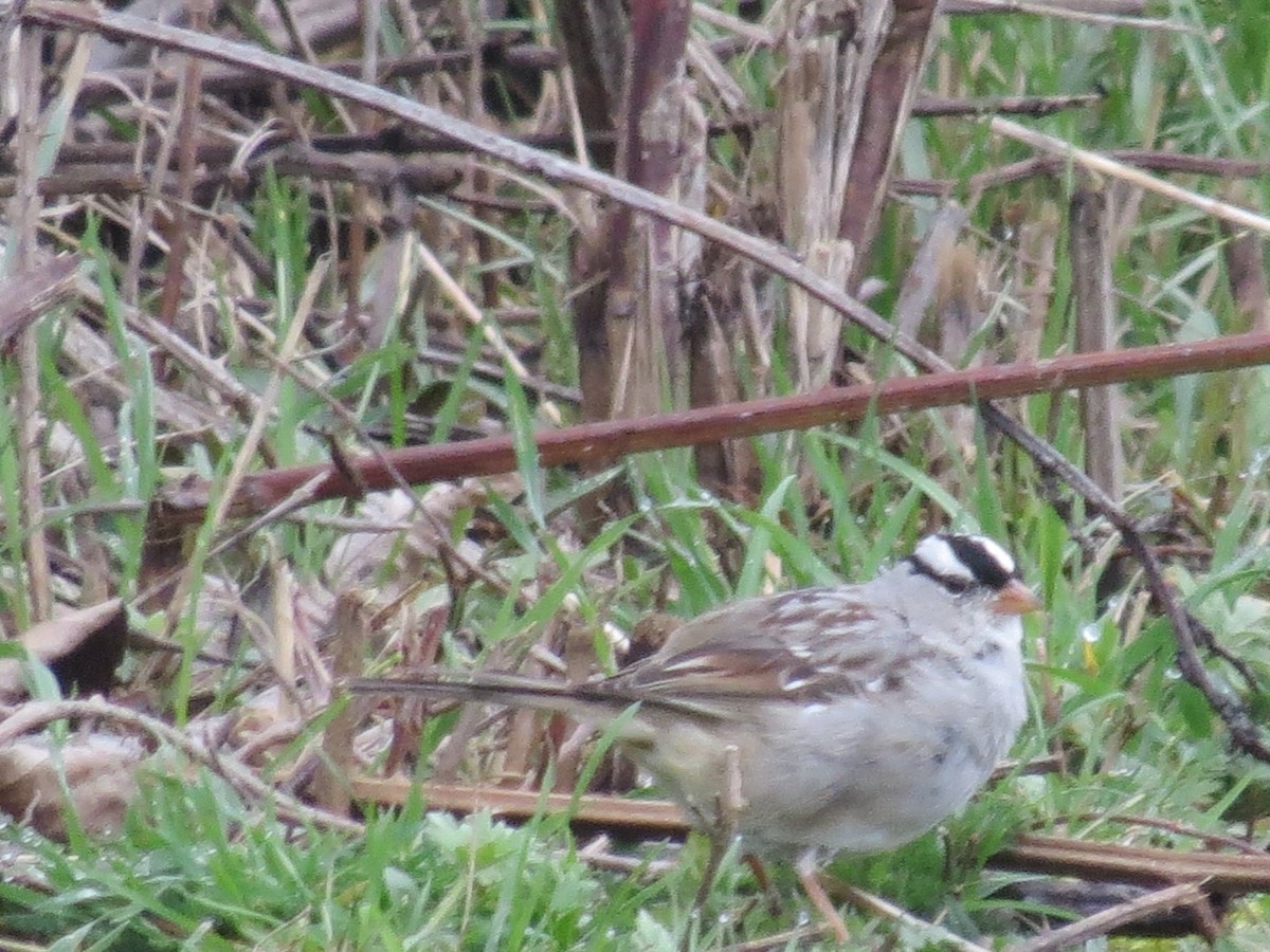 White-crowned Sparrow - ML617103227