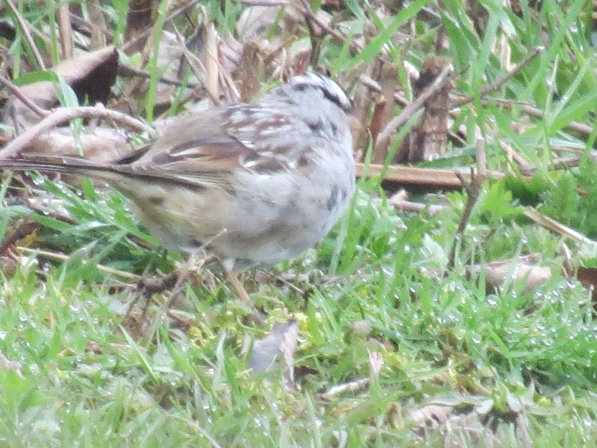 White-crowned Sparrow - Ethan Maynard