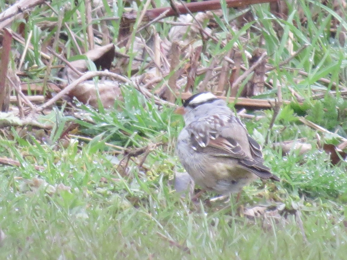 White-crowned Sparrow - ML617103230