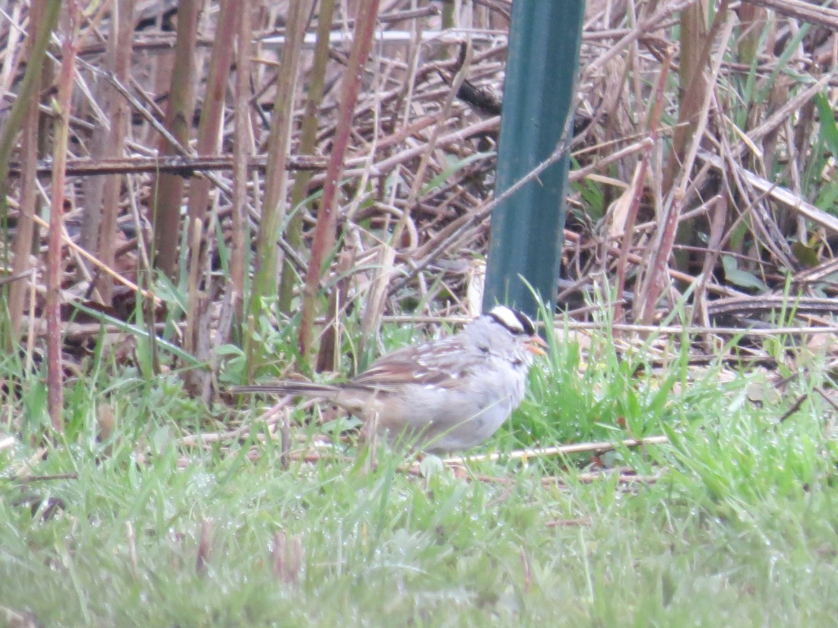 White-crowned Sparrow - ML617103232