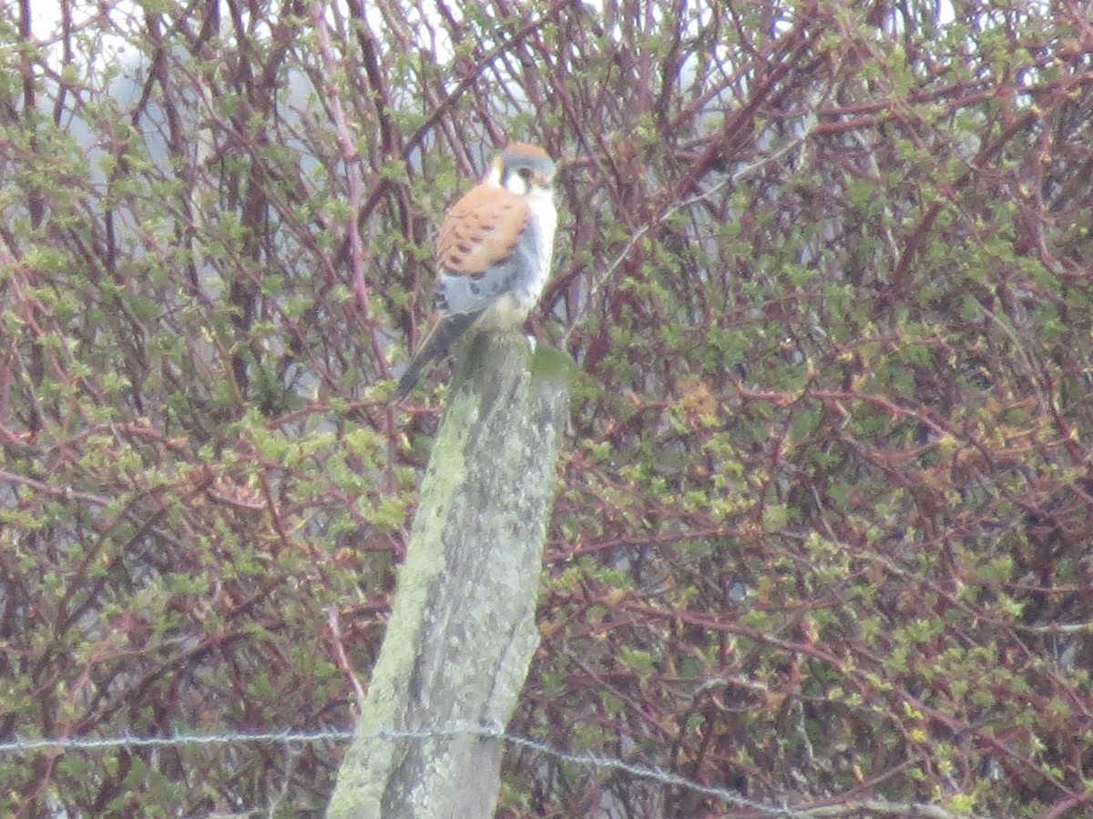 American Kestrel - ML617103243