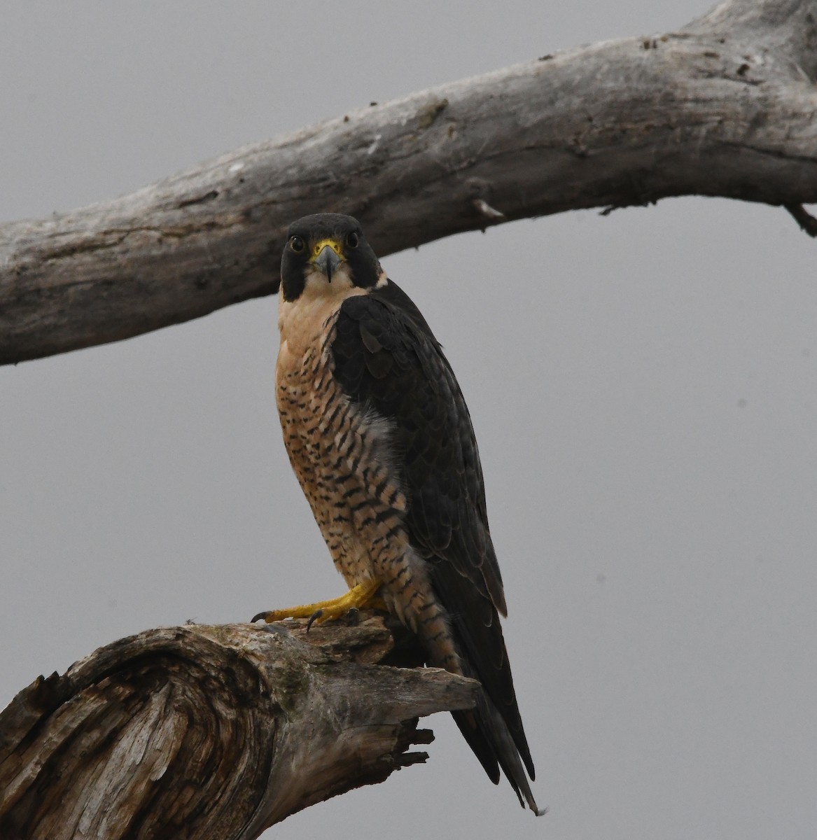 Peregrine Falcon - ML617103245