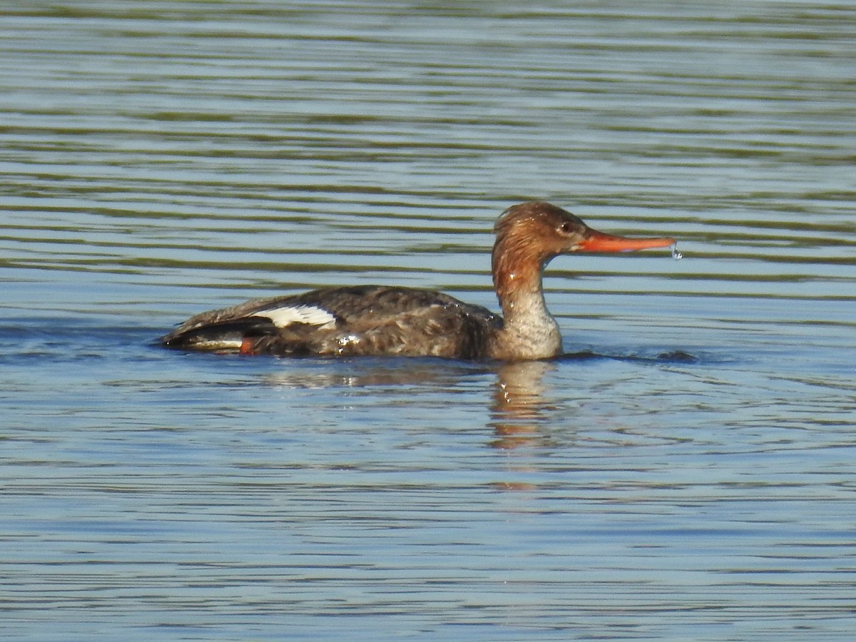 Red-breasted Merganser - ML617103257