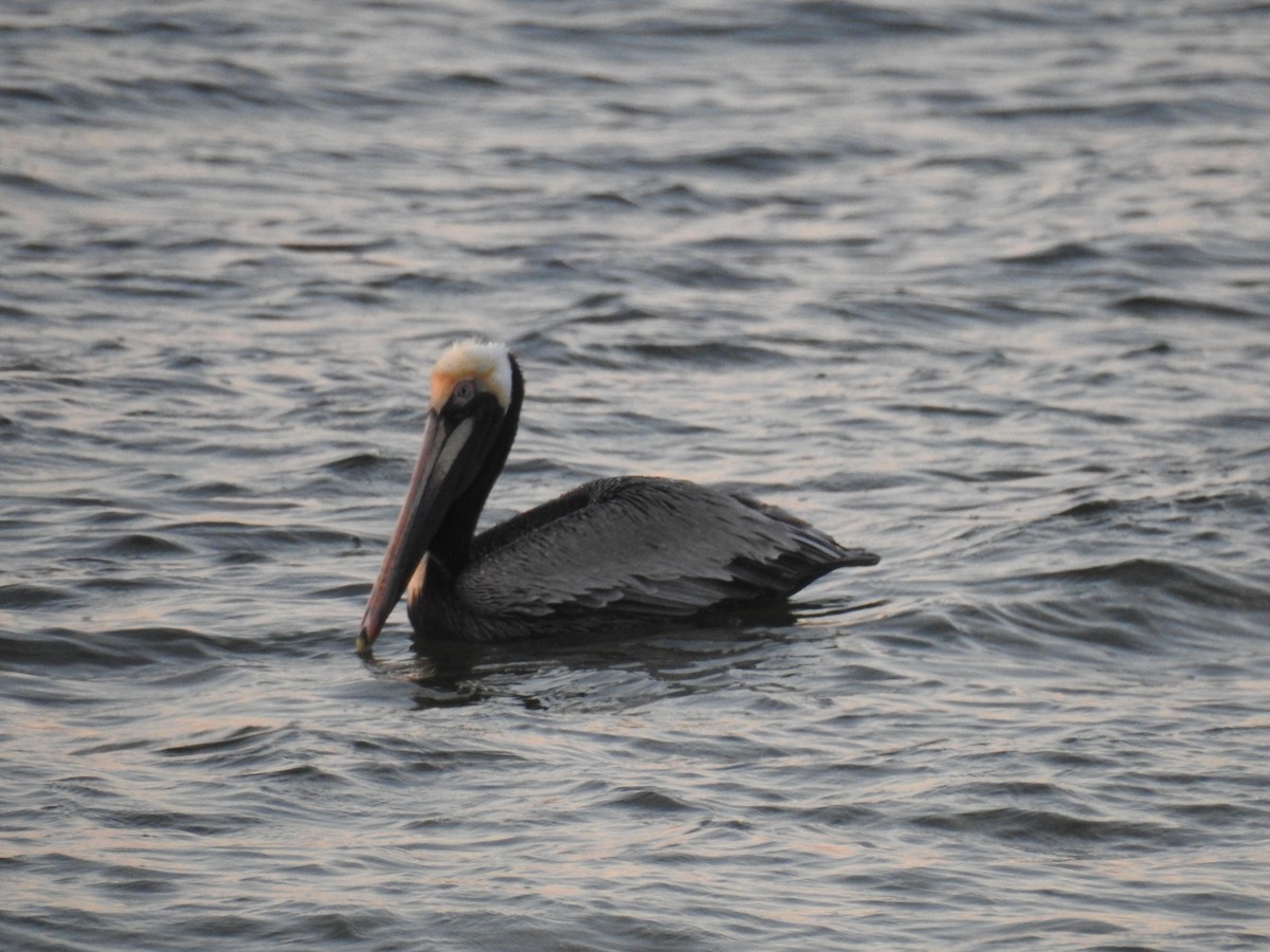 Brown Pelican - ML617103281