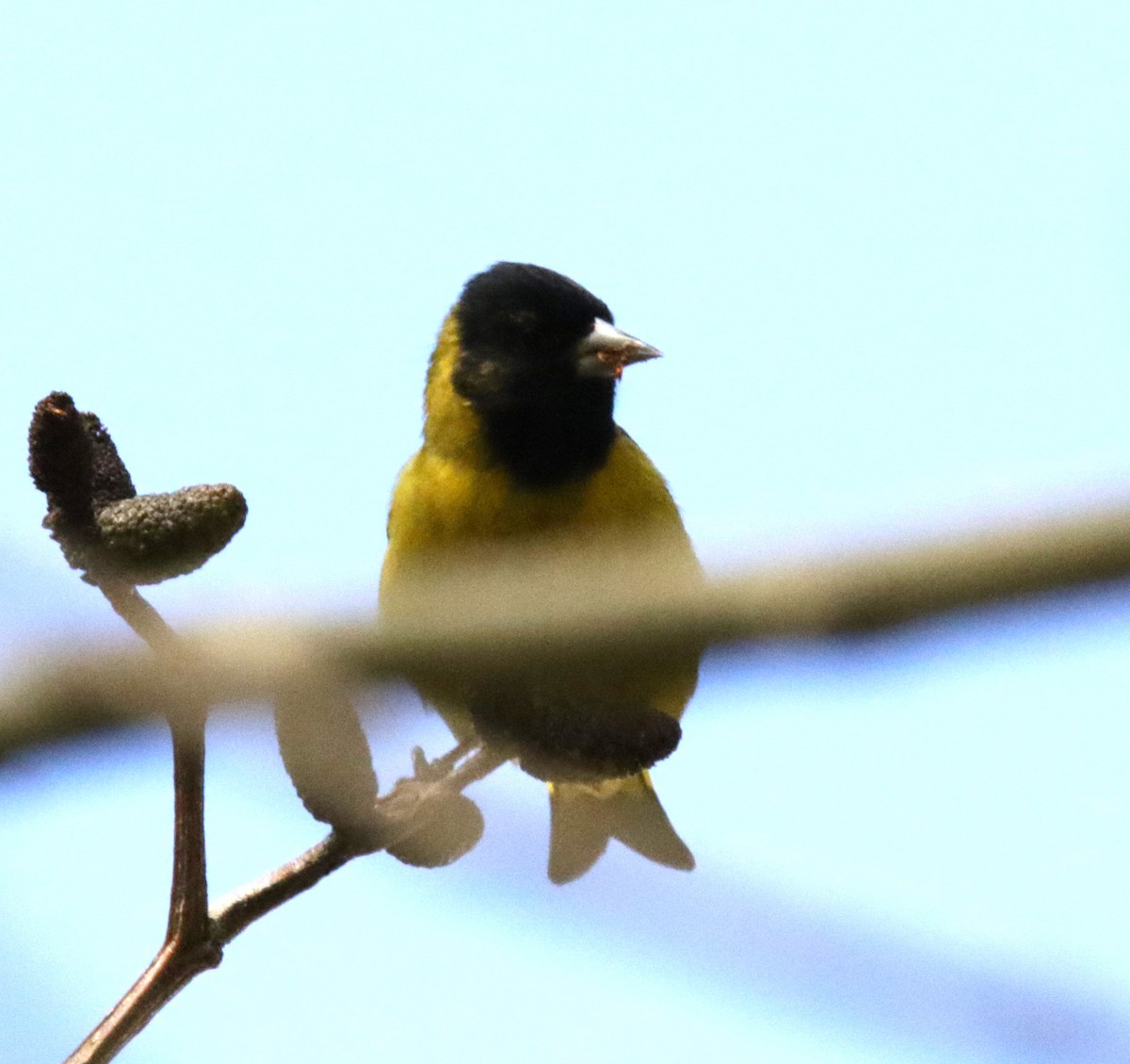 Black-headed Siskin - Sue Keener