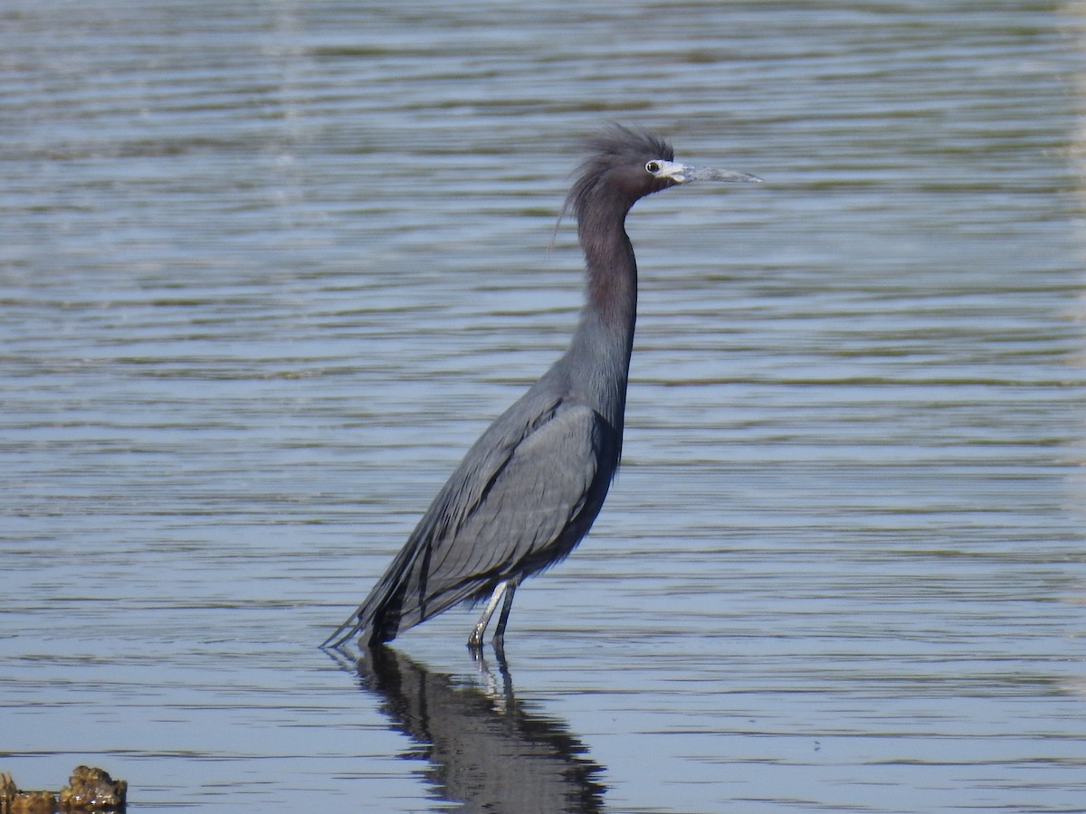 Little Blue Heron - ML617103293