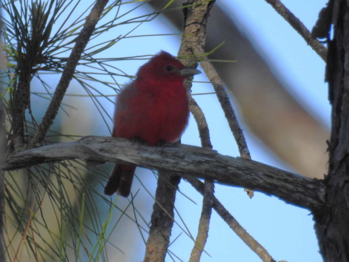 Summer Tanager - ML617103312