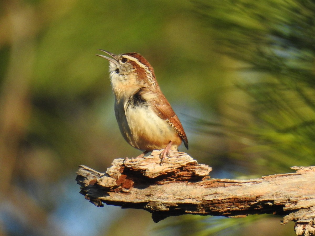 Carolina Wren - ML617103323