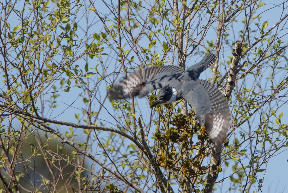 Belted Kingfisher - ML617103329