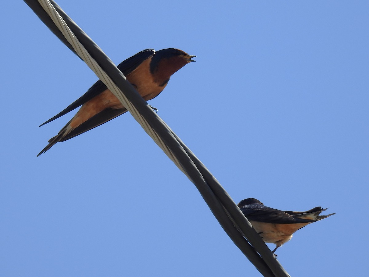 Barn Swallow - ML617103338