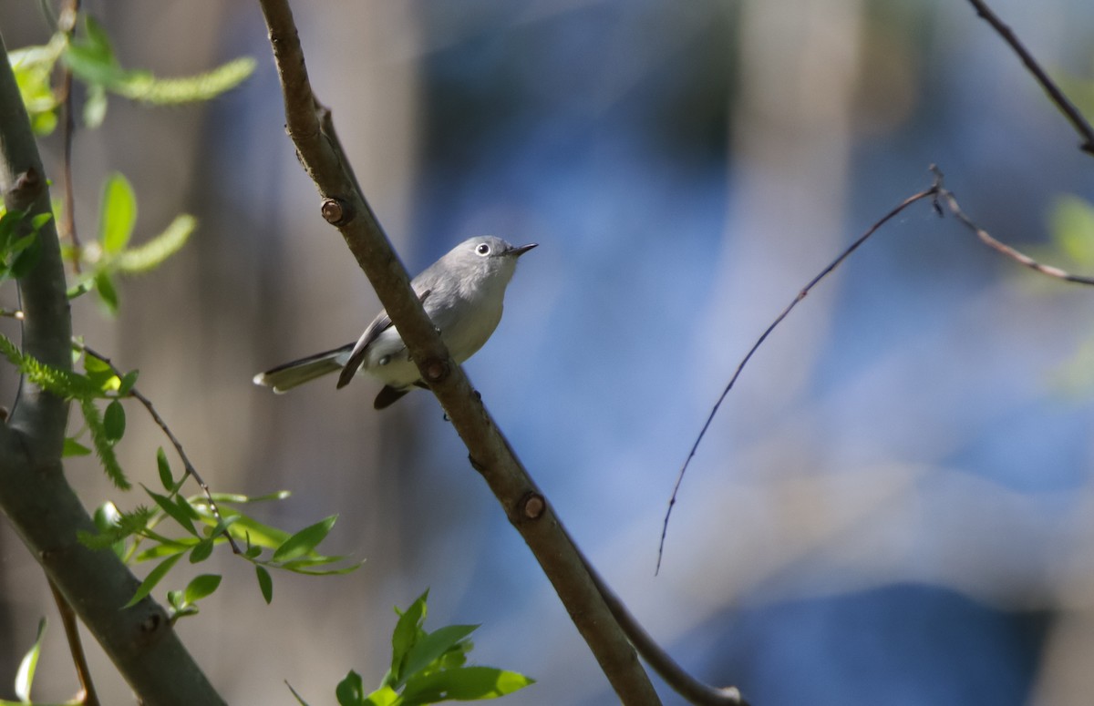 Blue-gray Gnatcatcher - ML617103346