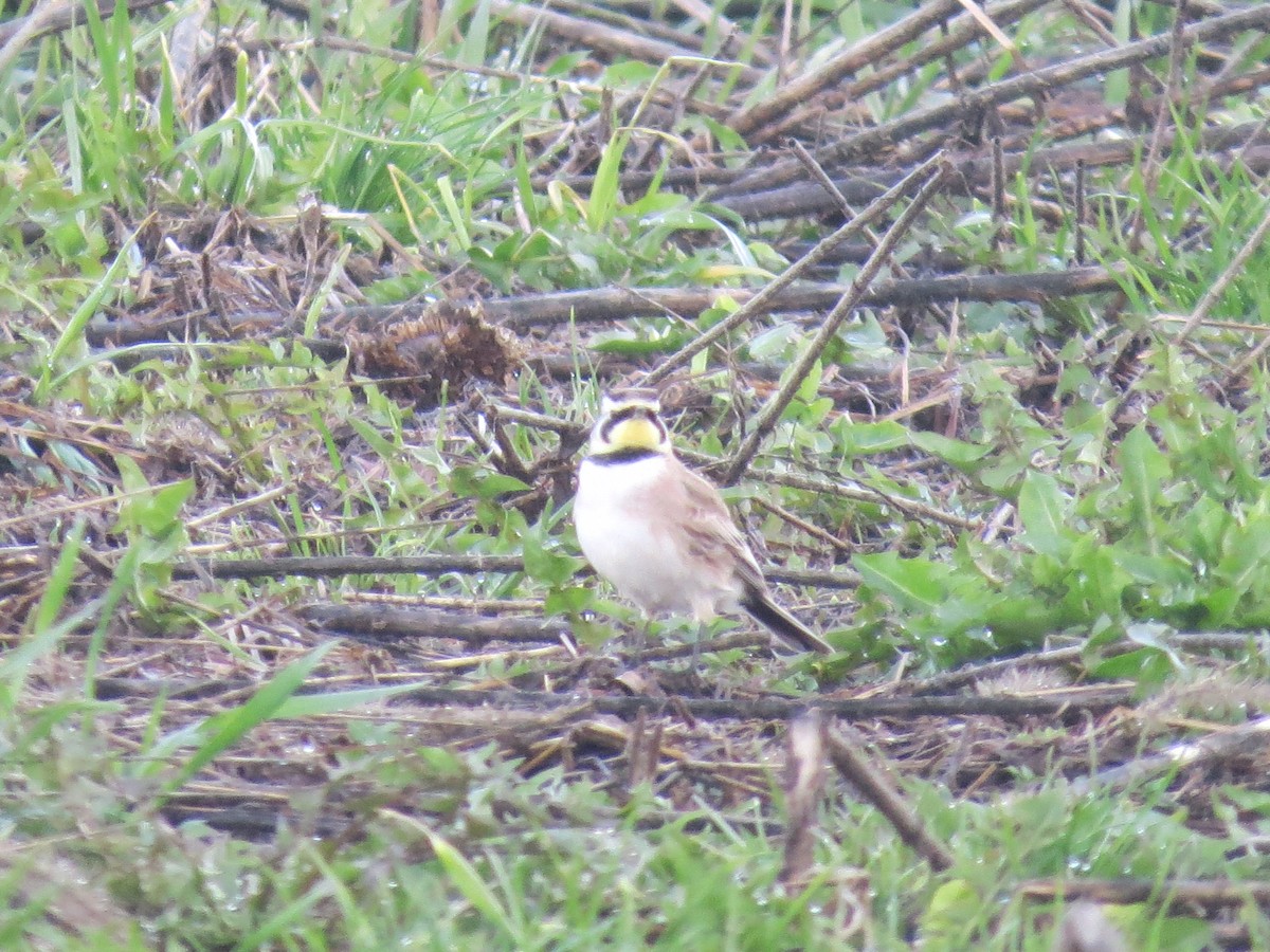 Horned Lark - Ethan Maynard