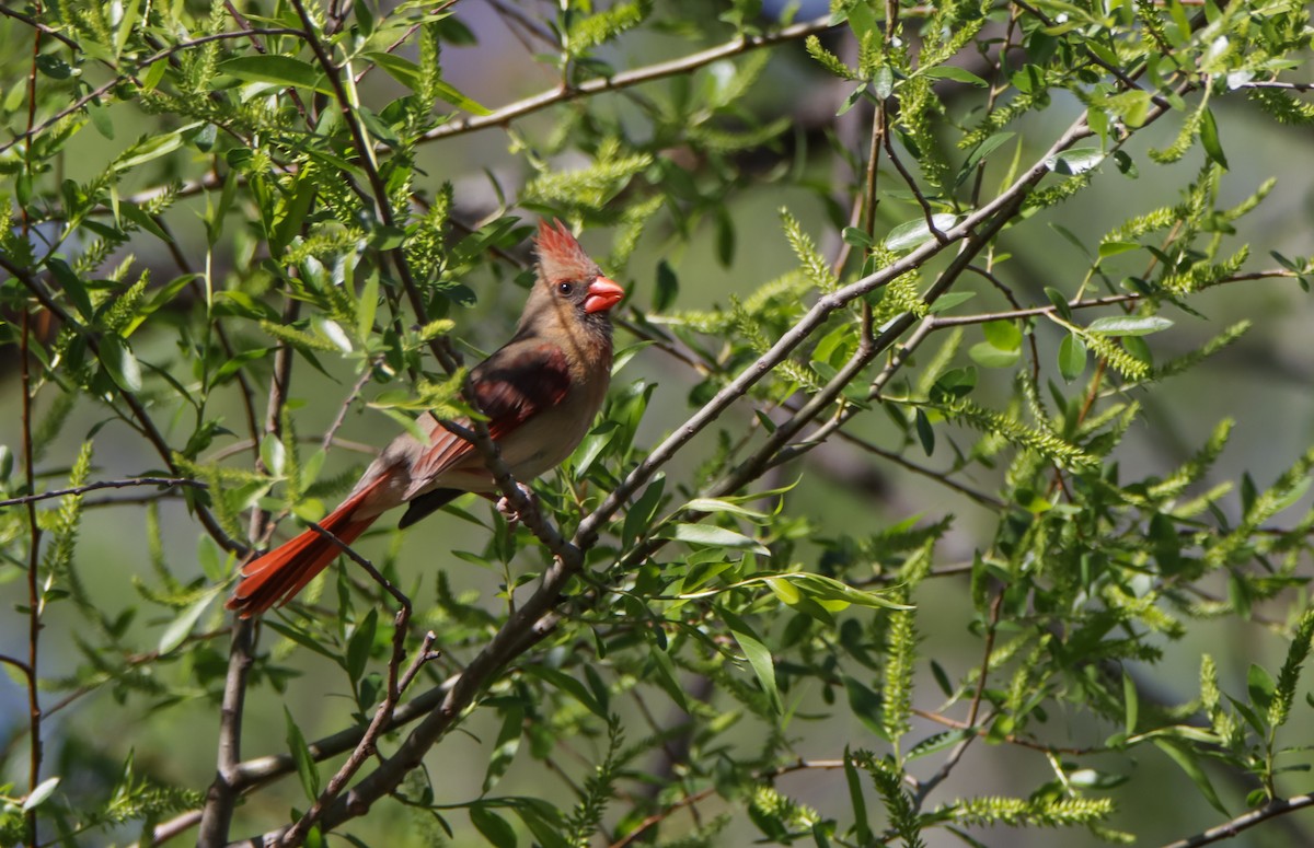 Cardinal rouge - ML617103367