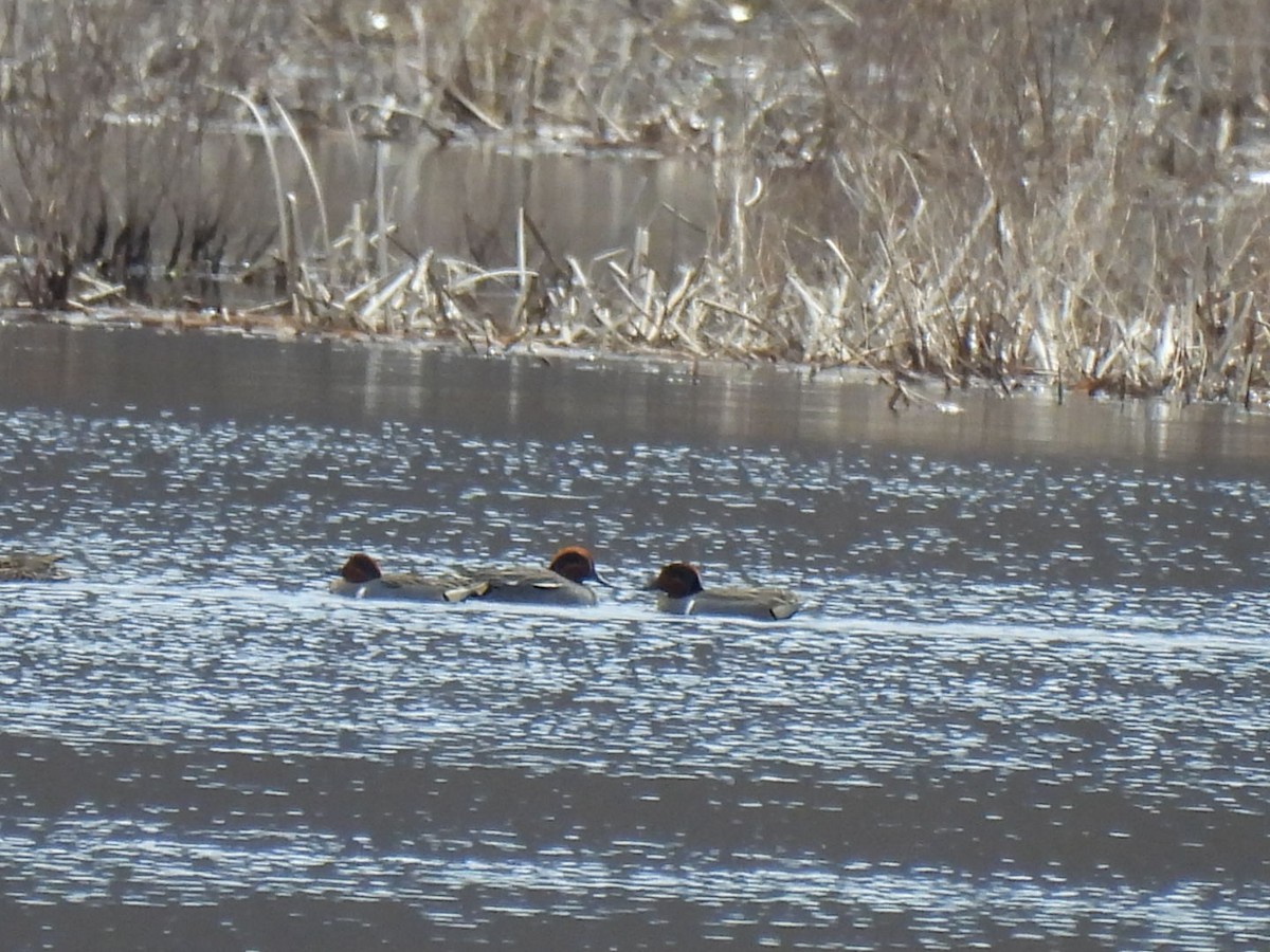 Green-winged Teal - Matthew VanDyk