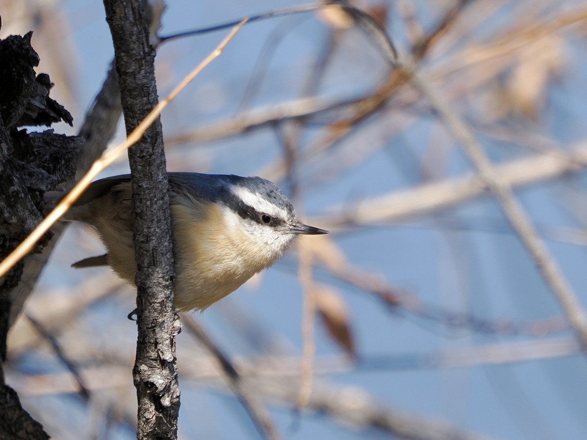 Red-breasted Nuthatch - ML617103490