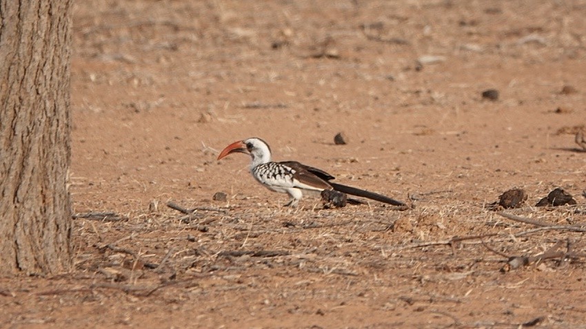 Western Red-billed Hornbill - ML617103517