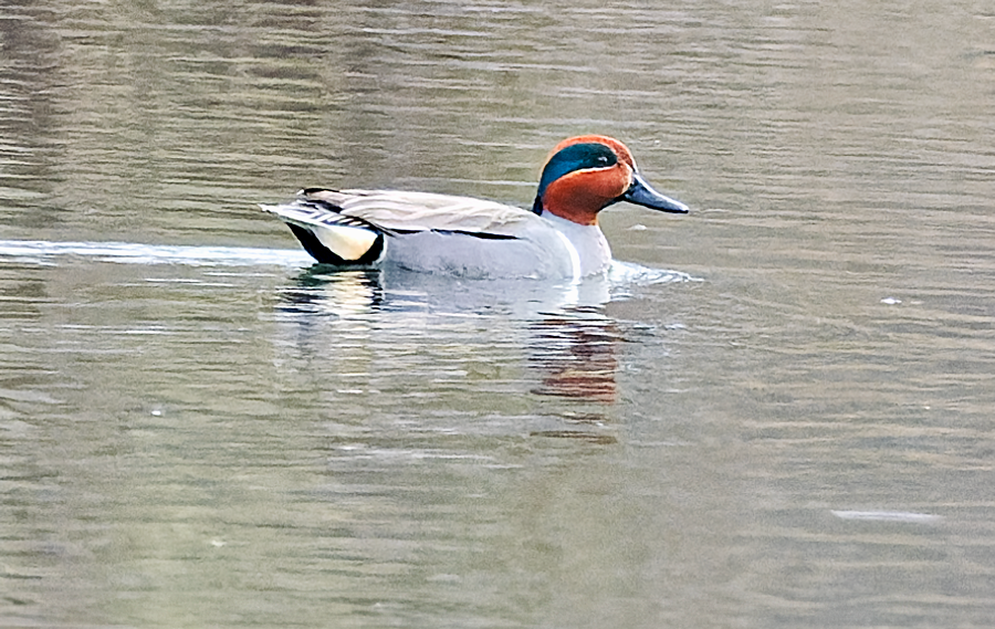 Ногоохон нугас - ML617103524