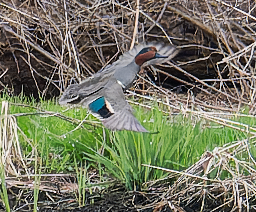 Ногоохон нугас - ML617103525